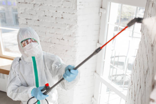 Best Attic Mold Removal  in Albany, KY