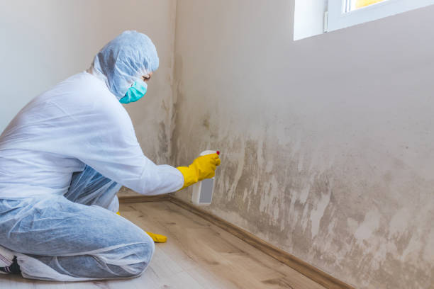 Mold Documentation for Insurance Claims in Albany, KY