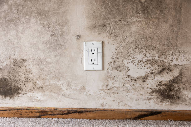 Best Mold Documentation for Insurance Claims  in Albany, KY