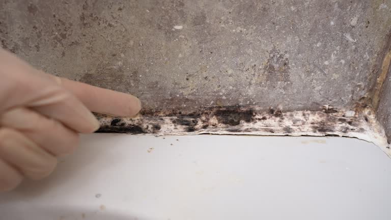 Best Comprehensive Air Testing for Mold Contaminants  in Albany, KY