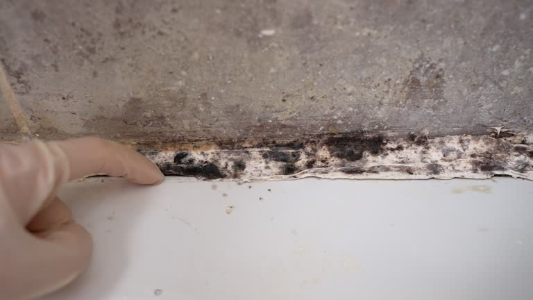 Best Basement Mold Removal  in Albany, KY