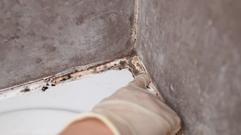 Best Mold Prevention Services  in Albany, KY